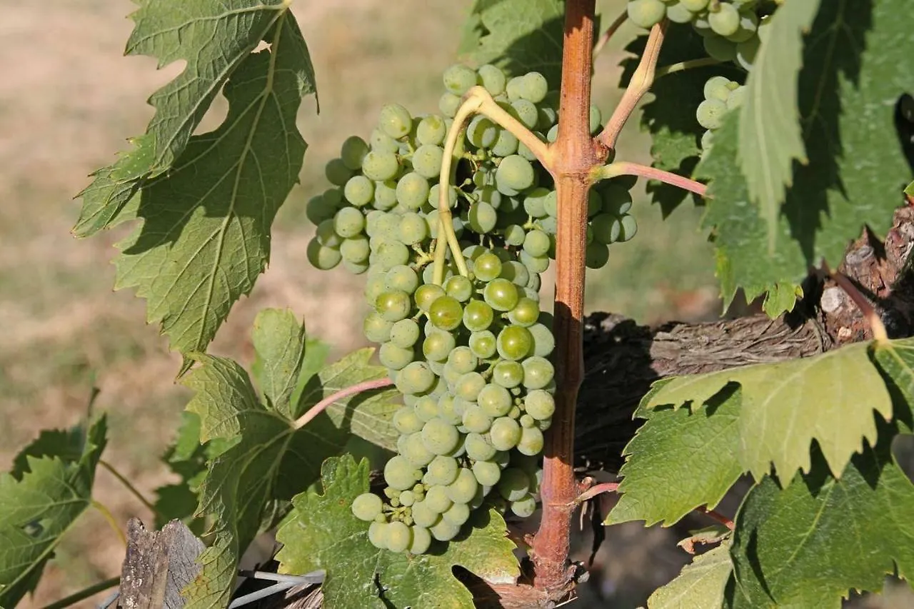 Il Cantuccio Nel Chianti Vagliagli 0*,